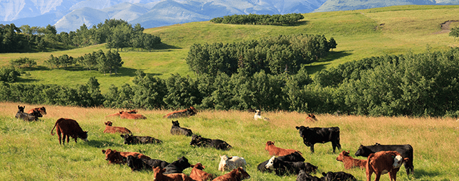 cows in farmland