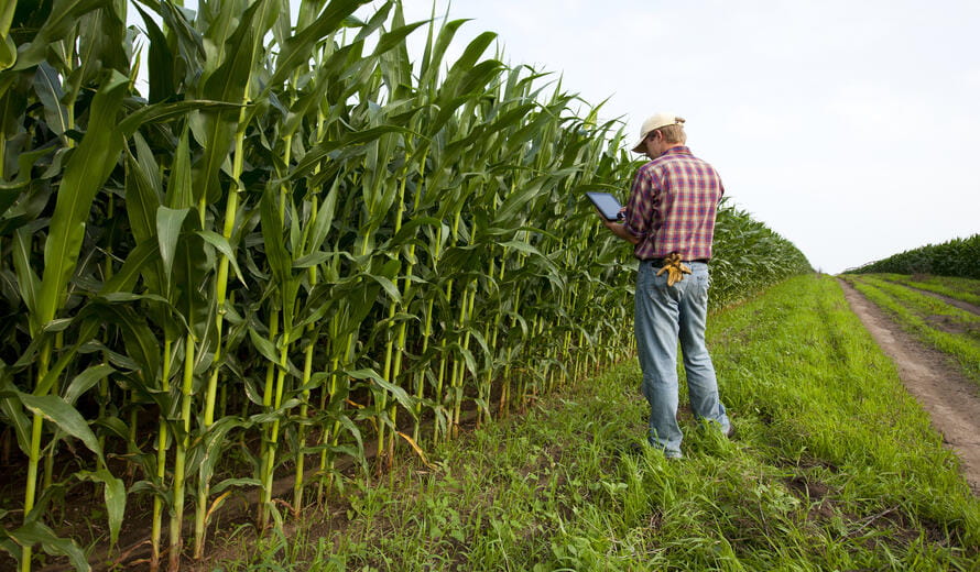 Young farmer in a corn field using his latest Apple technology with his tablet computer and iPhone.